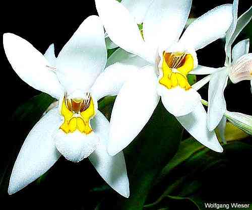 Coelogyne ochracea